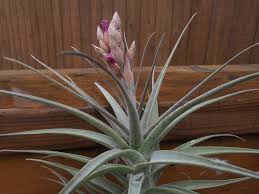 Image result for Orthanthera