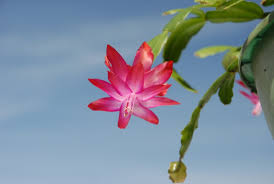 Find out whether your thanksgiving, christmas, or easter cactus is a schlumbergera or rhipsalidopsis with these identification tips. Christmas Cactus Vs Thanksgiving Cactus Difference