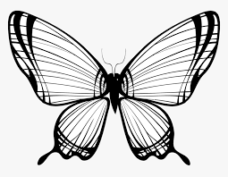 Transparent Monarch Butterfly Clipart Line Drawing Butterfly Hd Png Download Transparent Png Image Pngitem