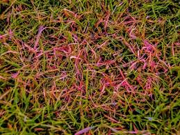 Red Thread Lawn Turf Disease Identify Prevent Control