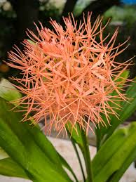 Image result for Scadoxus cinnabarinus