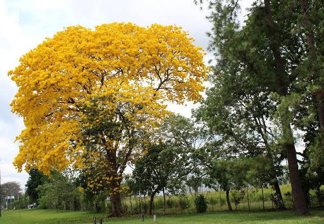 Organizan jornada de siembra de guayacanes en Bugaba
