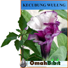 Bunga kecubung bentuknya sebenarnya tak terlalu menarik, seperti terompet tetapi menengadah ke atas. Tanaman Obat Kecubung Wulung Herbal Tanaman Obat Bisa Cod Shopee Indonesia