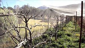 The best way is to start off properly and then systematically prune each year to end up with the desired form. Pruning Espaliered Apple Trees Part One Youtube
