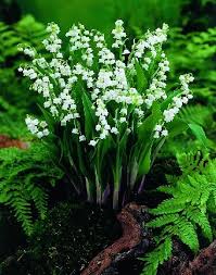 08816 Convallaria Pflanzkeime Horst Gewiehs Gmbh Blumenzwiebel Import Und Grosshandel Pflanzen Blumen Stauden Schattengarten