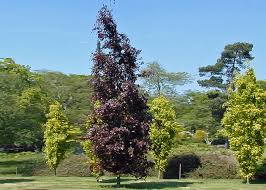 Red Obelisk Beech 15m High 10m Wide Dense And Compact Tree With A Pyramidal Shape And Deep Purple Leaves All Summer Long Low Maintenance Tree Backyard Tree