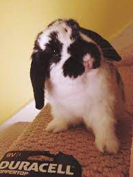 58 Best Holland Lop Bunnies Ideas Holland Lop Bunnies Lop Bunnies Cute Bunny