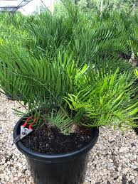 Image result for Zamia