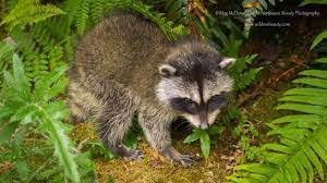 Maybe you would like to learn more about one of these? A Baby Raccoon Calls For Mom Hd Youtube