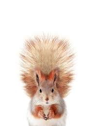 Maybe you would like to learn more about one of these? Baby Squirrel Posters Art Prints Wall Murals 250 000 Motifs