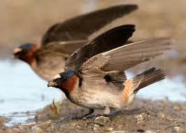 Birds That Make Mud Nests Under Bridges Cliff Swallow With Images Bird Life List Swallow Birds