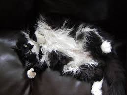 Gallery For American Longhair Cat Black And White Pets Photos Long Haired Cats American Wirehair White Cats