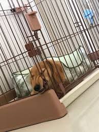 ケージの隙間に鼻を入れる犬たち その行動の理由は いぬのきもちweb magazine 犬 大きい犬 犬ケージ