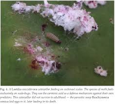 They also don't have the typical red dye of cochineal bugs, nor the fuzzy texture. Global Cochineal Production Scale Welfare Concerns And Potential Interventions Ea Forum