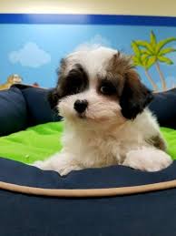 Kopek Dunyasi Adli Kullanicinin Maltipoo Panosundaki Pin 2020