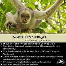 Image result for Micractis bojeri