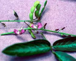 Image result for Desmodium incanum
