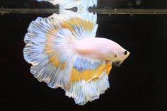 8 Pastel Betta Fish Lookin Their Sunday Best For Easter The Featured Creature Betta Fish Types Betta Fish Betta