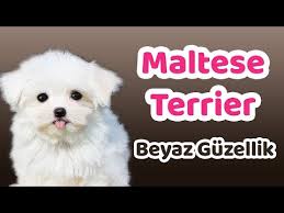 Maltese Terrier Ozellikleri Bakimi Beslenmesi Sagligi Ve Egitimleri Youtube