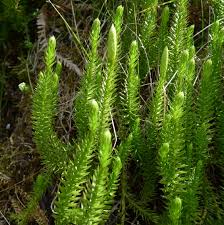 Image result for Lycopodiaceae
