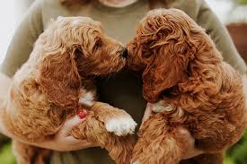 Small doodles, designer, and purebred puppies for sale in lone star, texas. Fluffnstuff Doodles Texas Louisiana Goldendoodle Irishdoodle Cavapoo
