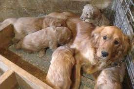 Find golden retriever puppies and breeders in your area and helpful golden retriever information. Minnesota Golden Retriever Breeder Golden Retriever Puppies For Sale Mn Hunting Dogs