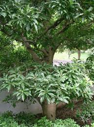 Medronheiro Also Known As Yangmei Chinese Bayberry Japanese Bayberry Red Bayberry Or Chinese Strawberry Trees To Plant Indoor Garden Growing Tree