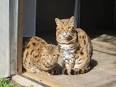 What States are Bengal Cats Illegal In? [ 2020 ]