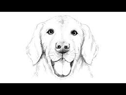 Wondering how to draw a dog easy? How To Draw Labrador Dog Youtube Dog Face Drawing Dog Drawing Simple Easy Realistic Drawings