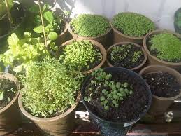 Usaha menjual bibit tanaman memang bukanlah jenis usaha yang mudah dijalankan untuk pemula. Tanaman Dapur Hidup Yang Cepat Panen Bibit Online