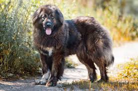 Russian Bear Dog A Complete Guide To The Caucasian Shepherd Caucasian Shepherd Dog Russian Dog Breeds Russian Bear Dog