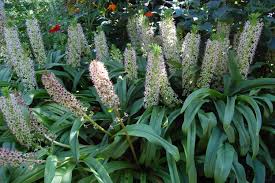 Image result for Eucomis