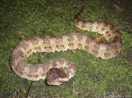 Hime Habu Okinawa Pit Viper Pit Viper Okinawa Image