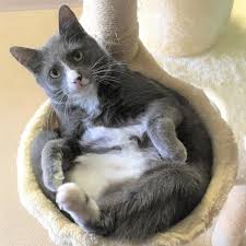 But they are not impossible to find, and neither are their names. 160 Great Male Female Gray Cat Names For Your Silver Kitty