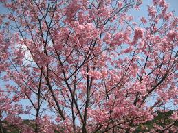 Kesempatan kali ini kami menyaapabilan beragam gambar wallpaper. Bunga Sakura Di Hutan Gugur Download Wallpaper Android Bergerak Gratis 600x450 Wallpapertip