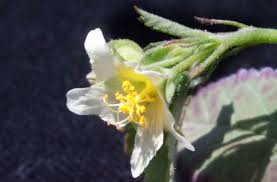 Image result for Sida chrysantha