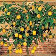 Narakam the war economies (extended version). 7 Best Key Lime Tree Ideas Key Lime Tree Fruit Trees Meyer Lemon Tree