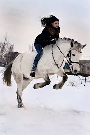 horseriding horserider equine byelorussian harness horse such a fun photo horses horse breeds horse love