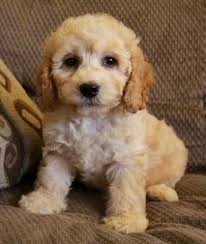 We did not find results for: Cockapoo Puppies For Adoption Near Me Online Shopping