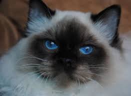 When you collect them all, you will be able to breed your cats; Massachusetts Ragdoll Cat Breeders Ragdoll Kittens For Sale Ragdoll Cat Ragdoll Cat Breeders Ragdoll Kitten