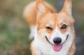 Why Does My Dog Wink At Me Pets Tuttorial Jane Brody Pet Blog Pet Training Pet Products Reviews Best Dog Products Best Cat Pro In 2020 Dogs Dog Cat Pet Training