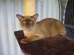 Photos More Natmac Burmese Cats Kittens