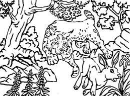 In this website, you will find several coloring pages that depict the deer in various settings, including natural and otherwise. Bobcat Hunting Deer Coloring Pages Best Place To Color