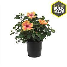 2 Gallon Multicolor Hibiscus Flowering Shrub In Pot L10437 Lowes Com Hibiscus Plant Flowering Shrubs Container Plants