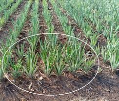  tutorial  tanam nenas bertahun tak berbuah? Anim Agro Technology Tanam Nanas Tambah Pokok