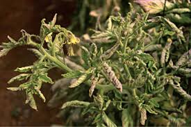 Image result for Lepistemon owariensis