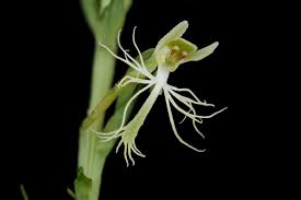 Image result for Habenaria schimperiana