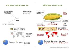 Heres What 9 000 Years Of Breeding Has Done To Corn