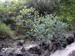 Image result for Acacia podalyriifolia