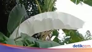 Beberapa jenisnya (musa acuminata, m. Apa Itu Daun Pisang Kereta